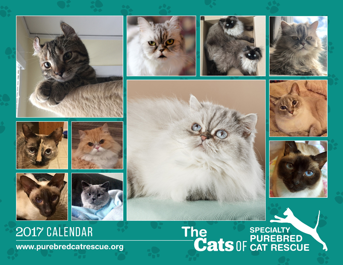 2017 Cats of Specialty Purebred Cat Rescue Calendar