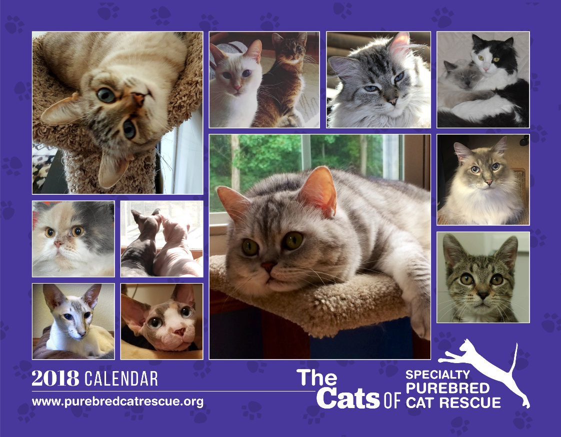 Cats of Specialty Purebred Cat Rescue Calendar 2018