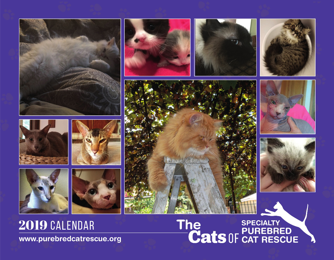 Cats of Specialty Purebred Cat Rescue 2019