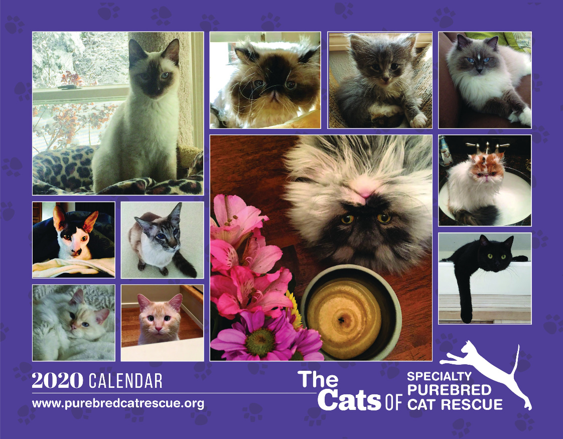 Cats of Specialty Purebred Cat Rescue 2020