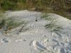 Florida sand dunes