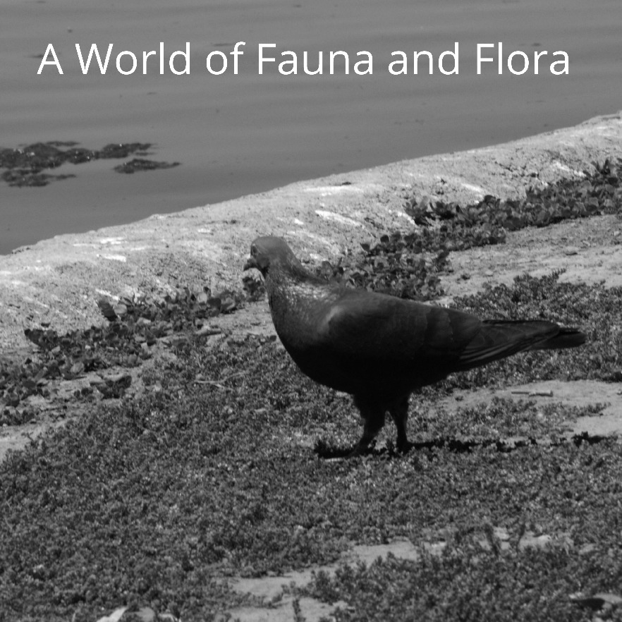 A World of Fauna and Flora By Anirudh Tammewar