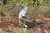 Blue-Footed Booby