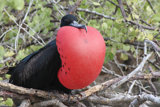 Frigate Bird