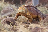 Land Iguana