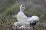 Nazca (masked) Booby Fledgling