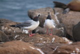 Swallow Tail Gull