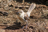 Mockingbird
