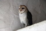 Barn Owl