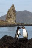 Galapagos Penguin