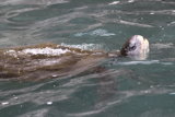 Green Sea Turtle