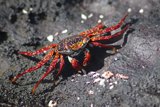 Sally Light Foot Crab