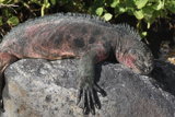 Marine Iguana (Espanola)