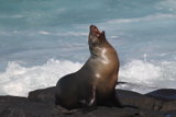 Sea Lion