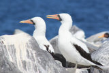 Nazca (masked) Booby