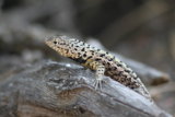 Lava Lizard