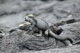Marine Iguana (Fernandina)