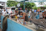 Puerto Ayora, Santa Cruz