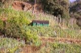 Vineyard on a hill