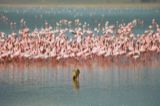 Flamingo guarded by hyena
