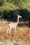 Gerenuk (female)