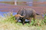 Cape buffalo