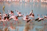 Lesser Flamingo