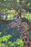 Rothschild Giraffe
