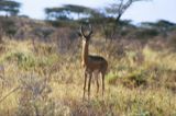 Gerenuk (male)
