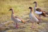 Egyptian Goose
