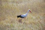 White stork