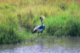 Crowned crane