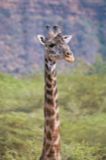 Masai Giraffe