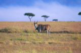 Eland: the largest antelope