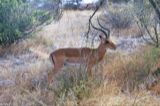 Impala (male)