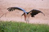 Marabou Stork