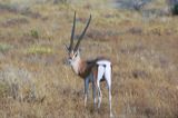Thomson's Gazelle