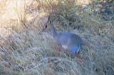 Kirk's dik dik: the smallest antelope