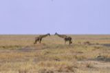 Sumo giraffes