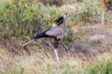 Secretary bird