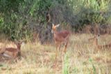 Impala (female)