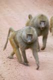 Baboons out for a stroll