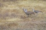 Kori bustard