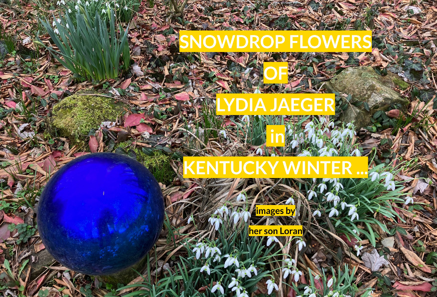 Photobook: Snowdrop flowers of Lydia Jaeger in Kentucky wi...