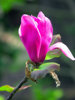 Pink Magnolia