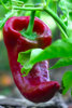 Red Pepper