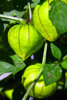 Tomatillo