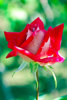 Red Rose