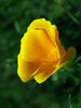 Golden Poppy