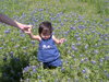 Bluebonnets in McKinney